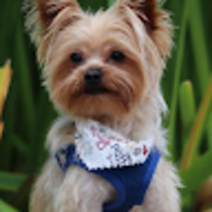 Meet your Posher, Tracy